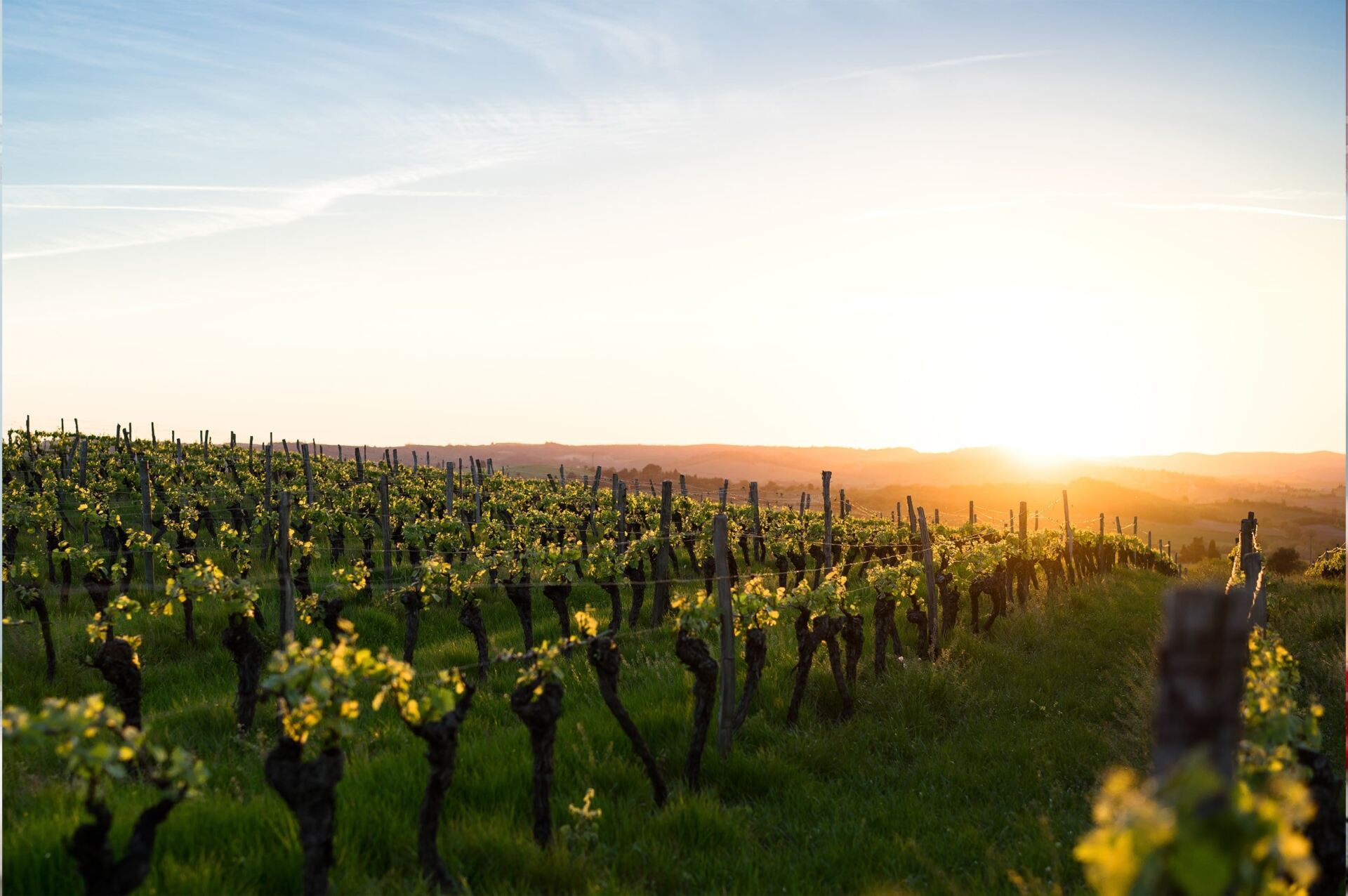 Chile Wines for Summer