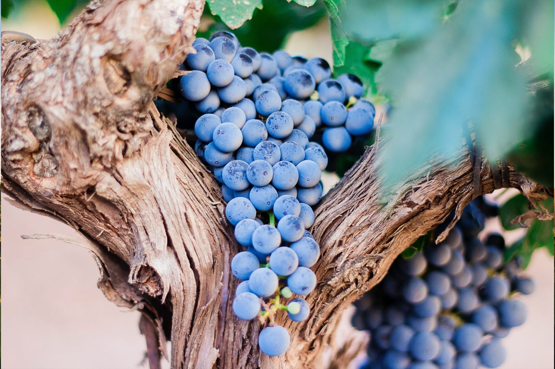 Wine Grape Season is HERE!